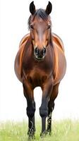 Majestic brown horse stands confidently in a green meadow under bright sunlight during midday photo