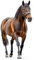 Majestic brown horse walking gracefully against a clean backdrop in a well-lit environment photo