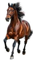 Majestic brown horse galloping with flowing mane in a dynamic pose on a white background during bright daylight photo