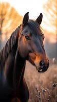 Majestic horse gazing calmly during golden hour in the serene countryside photo