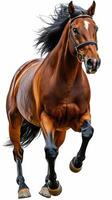 Majestic horse galloping with grace against a white background showcasing strength and elegance in motion photo
