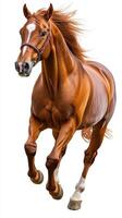 Majestic chestnut horse galloping with vibrant mane flowing in the wind during a sunny day photo