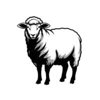 A black and white sheep standing in front of a white background vector