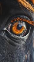 Close-up view of a horse's eye showcasing vibrant colors in a natural setting at sunset photo