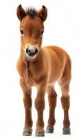 Young foal stands with curiosity against a white background showcasing its adorable features and soft fur texture photo