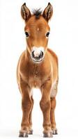Cute foal stands upright on white background showcasing its playful nature and fluffy mane in a bright light setting photo