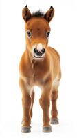 Young brown foal stands confidently against a light background showcasing its playful nature and adorable features photo