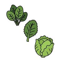 Cabbage and cabbage leaf icon illustration vector