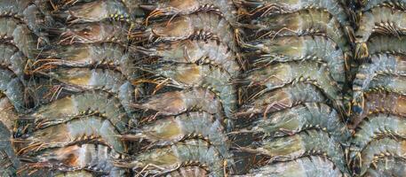 Raw fresh shrimp lying in straight rows. Top view. Panoramic photo