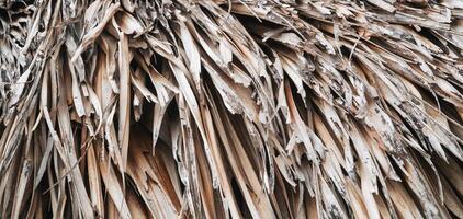 panoramic background texture from dried palm leaves photo