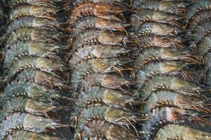 Raw fresh shrimp lying in straight rows. Top view photo