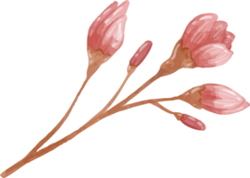 Sakura Buds on Branch png