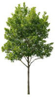 A sunlit tree with a light and airy feel, perfect for adding a touch of nature to any project png