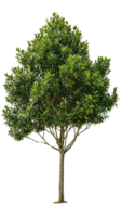 A tree with a classic silhouette, ideal for architectural visualizations and design projects png