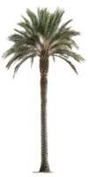 Isolated palm tree on a transparent background. Perfect for architectural renderings, landscape designs, or any project needing a realistic palm tree image png