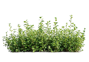 A patch of green grass isolated on a transparent background. Useful for adding realistic ground cover to designs, architectural renderings, or landscape visualizations png