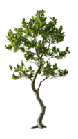 A slender, graceful tree with a unique shape, perfect for adding an artistic touch to designs png