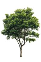A single deciduous tree isolated on a transparent background. Ideal for design projects, architectural visualizations, or adding greenery to any composition png