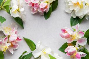 Apple blossoms creating beautiful frame on gray background photo