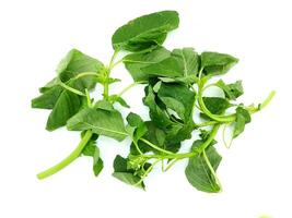 Fresh Amaranth Leaves on a White Background photo