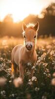 Young foal explores a meadow filled with wildflowers during golden hour at sunset photo