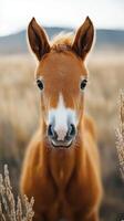 Young foal stands in golden grassland during a soft overcast morning in rural setting photo