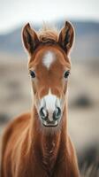 Young horse stands gracefully in a natural landscape under soft daylight with distant hills photo