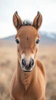 Young foal stands in a grassy field with mountains in the background during a calm afternoon photo