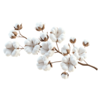 Cotton flowers on a branch, isolated on a transparent background png