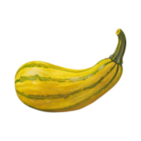 Squash on a transparent background png