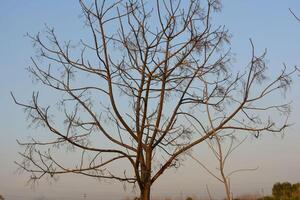 Lonely tree in the snow with bare branches and a cold winter sky photo