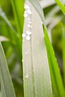 Fresh morning dew on lily of the valley and grass in a serene garden with drops on leaves and water photo