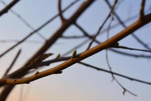 A barbed wire fence entwines with a snow-covered tree branch, a stark contrast of nature and man-made restraint photo