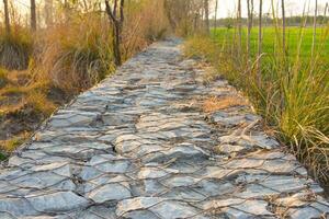 Wooded Pathway through the Forest with Stones and Grass photo