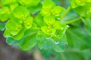 Green leaf with dew drops in a vibrant natural setting photo