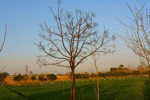 Trees in a field with a clear sky and green grass during spring season photo