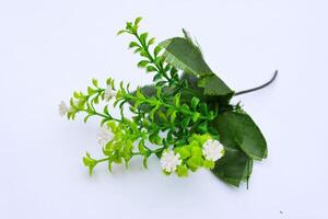 Close-up of a birch tree branch with fresh green leaves on a white background, showcasing nature, growth, and botanical details photo