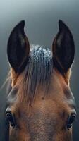 Close-up view of a horse's head with water droplets on its mane in a foggy atmosphere during early morning photo