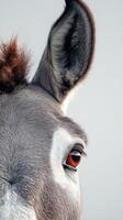 Close-up view of a donkey's eye highlighting its unique features against a neutral background photo