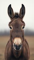 Curious donkey gazes at the camera in a tranquil rural setting on a cloudy day photo