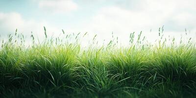 Lush green grass sways gently under an overcast sky in a serene outdoor setting during mid-afternoon hours photo