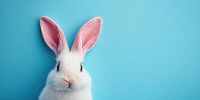 White rabbit with pink ears poses against a blue background highlighting its cute features and soft fur photo