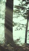 Panoramic view of the majestic forest in a morning fog video