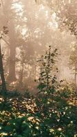 Sun rays flowing through the tree trunks of the evergreen forest video