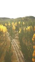 Deteriorating railroad tracks weaving through a forest of spruce trees video