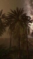 Night shot with palm trees and milky way in background video