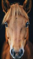 Close-up view of a horse with beautiful brown coat and expressive eyes in natural light setting photo