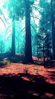 Pine forest with the last of the sun shining through the trees video