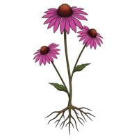 A purple coneflower with its roots vector