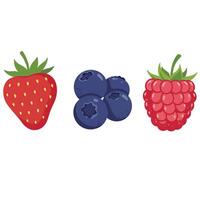 Three berries are shown on a white background vector